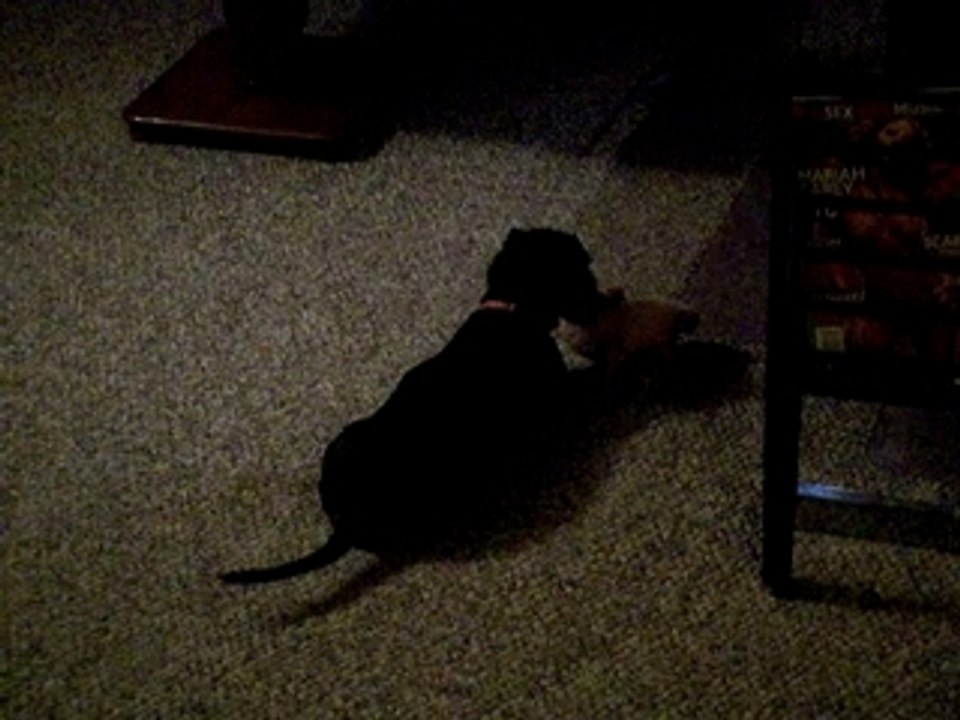 Lucie Wrestling with Piggie