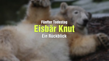 ベルリン動物園のクヌート没後5年 (Mar.19  2016)