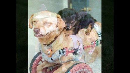 Những hình ảnh hài hước nhất thế giới về động vật