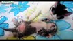 Cute Mom Cats Playing and Hugging Kitties [HD VIDEO]