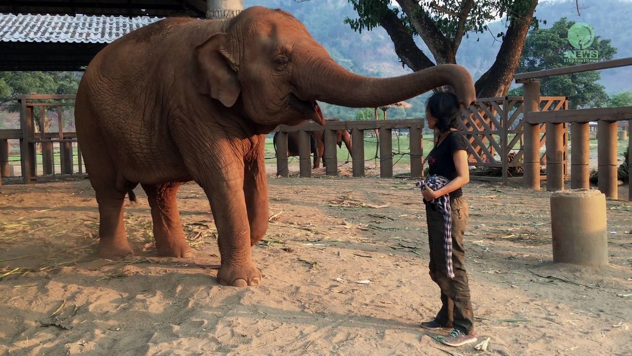 Elle endort un éléphant en lui chantant une berceuse