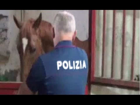 Catania - Cavalli dopati e feriti, sequestrata stalla abusiva a San Cristoforo (24.05.16)