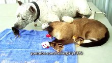 L'incroyable complicité entre des poussins, un chien et un chat. Sacrée famille !