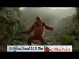 monkey dance and mating