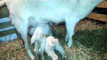 Newborn kids (LaMancha Goats)  | The Goat Milk Soap Store