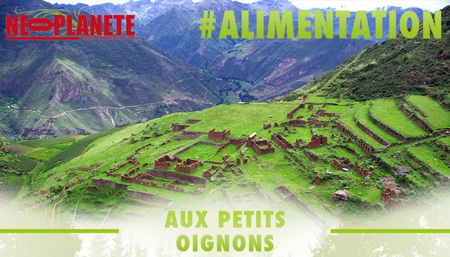 [Aux Petits Oignons] Comment se cultive le quinoa bio péruvien ?