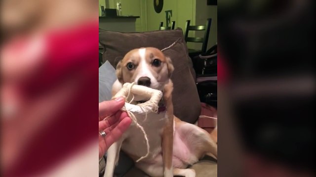 Виноватый пес не хочет признавать свою вину