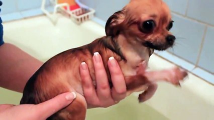 Водные процедуры. Смешные приколы собаки