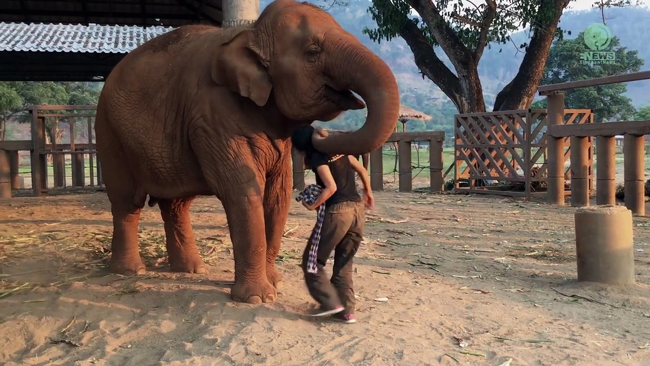 Une berceuse endort un éléphant