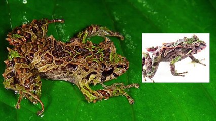 Mira cuáles son los 10 animales recién descubiertos por la ciencia