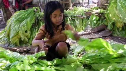 Indonesia's tobacco farms: Child workers