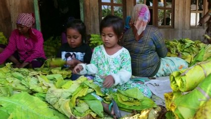 Indonesia's tobacco farms: Child workers