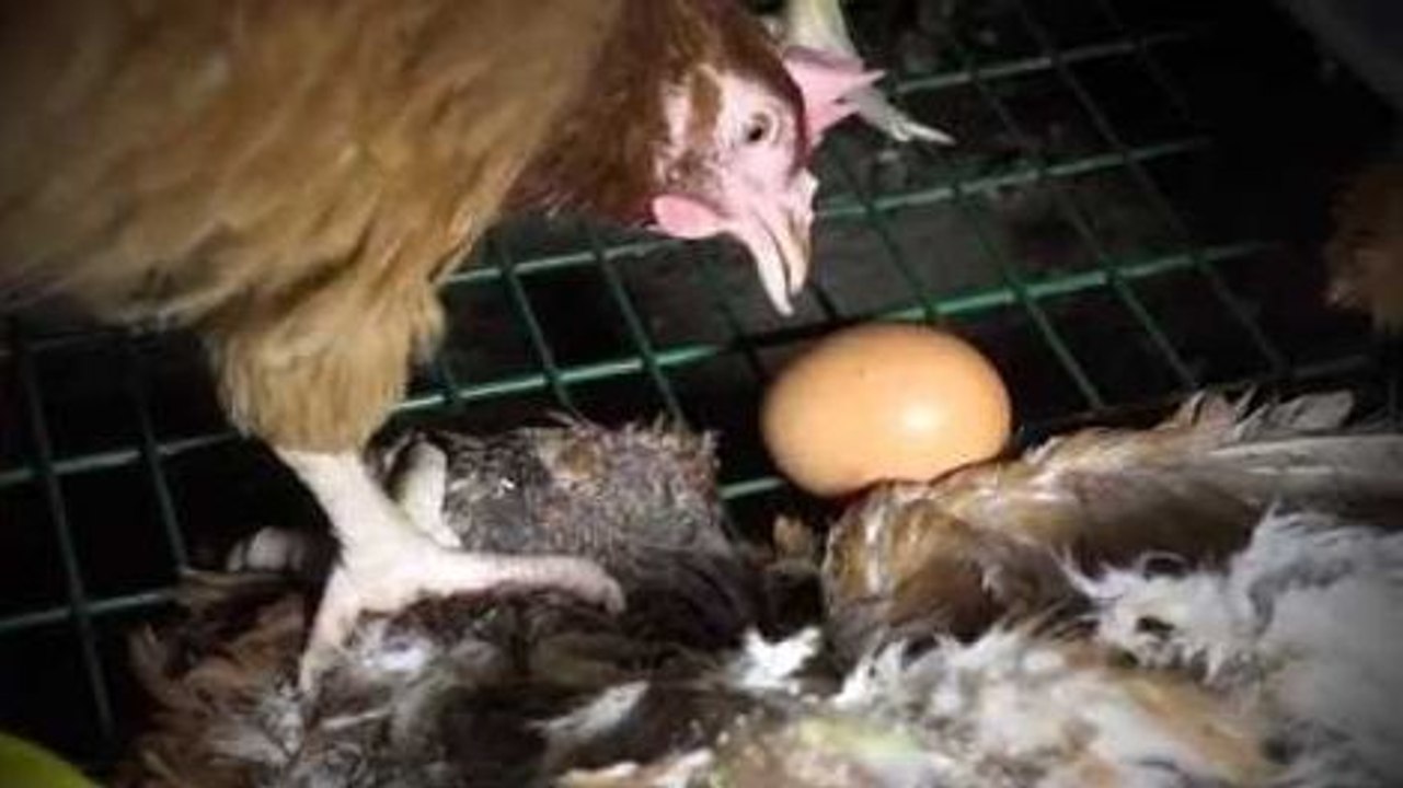 Matins: in hell of cages (intensive rearing of laying hens)