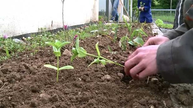 Solidarités - Les papillons blancs