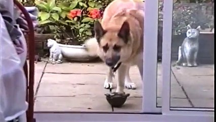 20 Act Of Animals That will Make You Loving -