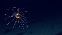 Jellyfish - Under Water Amazing Video