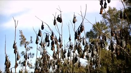 “Vampirët” pushtojnë qytetin - Top Channel Albania - News - Lajme