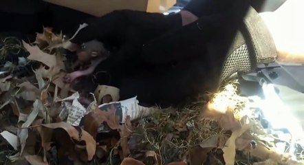 Family Having Car Trouble Stunned By What Lives Inside Engine!