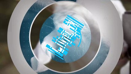 Miniature goats headbutt each other in cute viral video!