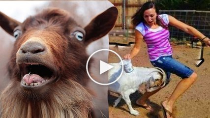 crazy goat chasing people around mexico city