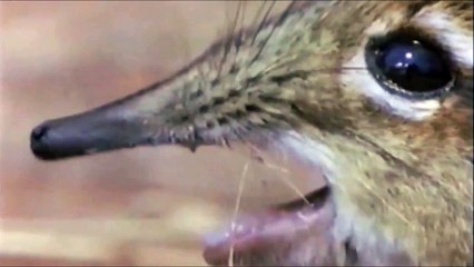 Elephant Shrew Sings Jerma's Ballad