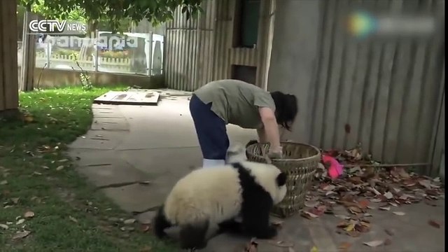 Ces jeunes pandas sont de vrais farceurs