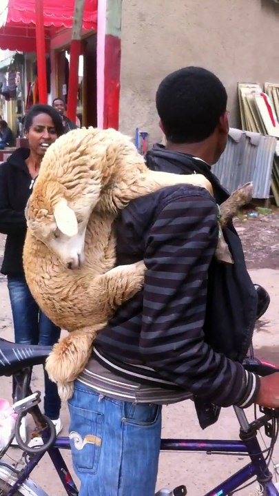 Sheep delivery