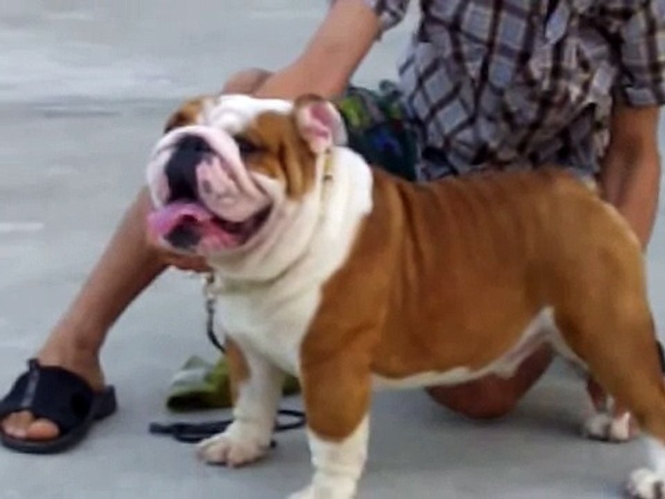 Munta House Predator 19 months old