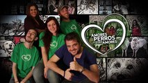 Amores Perros y Otros Amores 2016- Tierra de lobos, Belga Malinois