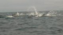 Des dauphins au large d'Hendaye sur la zone des briquets