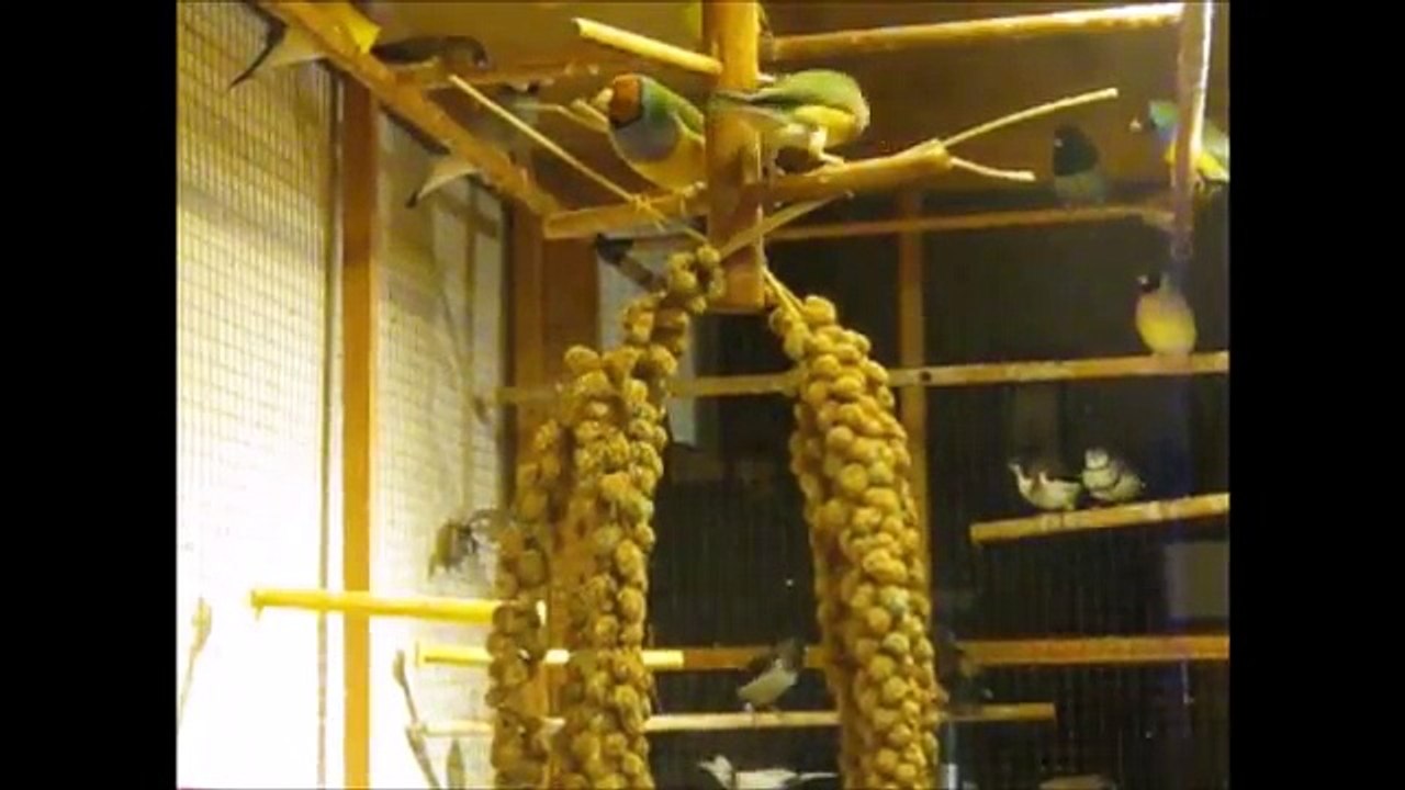 Distribution de Millet en grappe