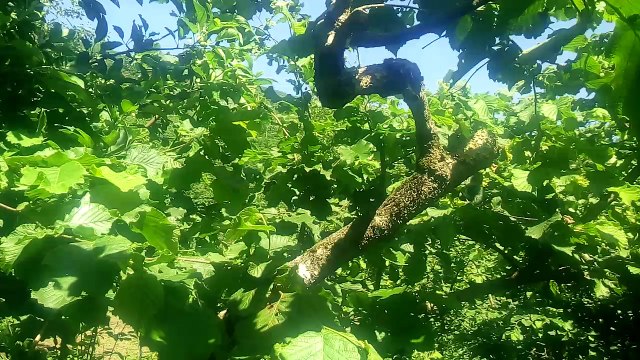 gençleştirme budaması örnek dalı 3.yıl.