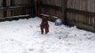 Maya 10 Week old Irish Setter Puppy enjoying the snow