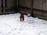 Maya 10 Week old Irish Setter Puppy enjoying the snow