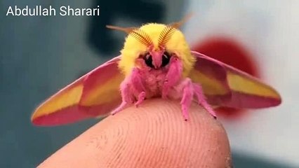 اجمل حشرة القيقب