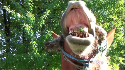 The Horse SMILE!! Funny Animals In Real Life :-)