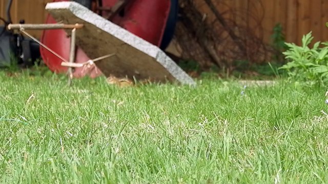 Paiute Deadfall Trap