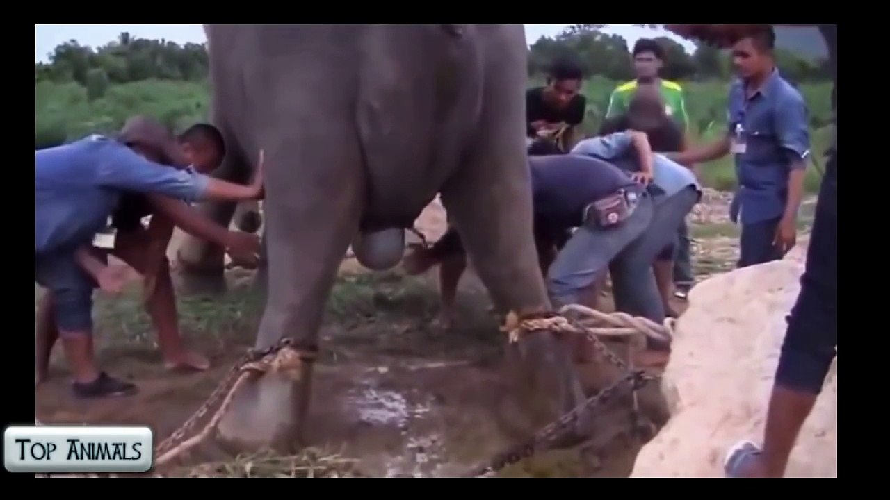 4 Animals Giving Birth Hard Video latast Video 2016