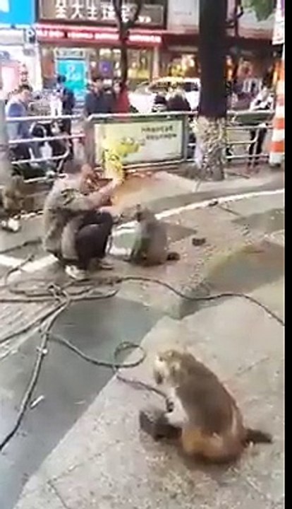 monkey and human funny video