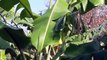 2014.11.24 バナナとユズ Banana plants & Citrus junos (Yuzu)