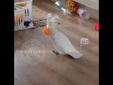 Harley the Cockatoo Yells Out War Cry Into Cup