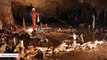 175,000-Year-Old Stone Circles Built By Neanderthals Have Been Found In French Cave
