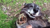 A very happy wolf