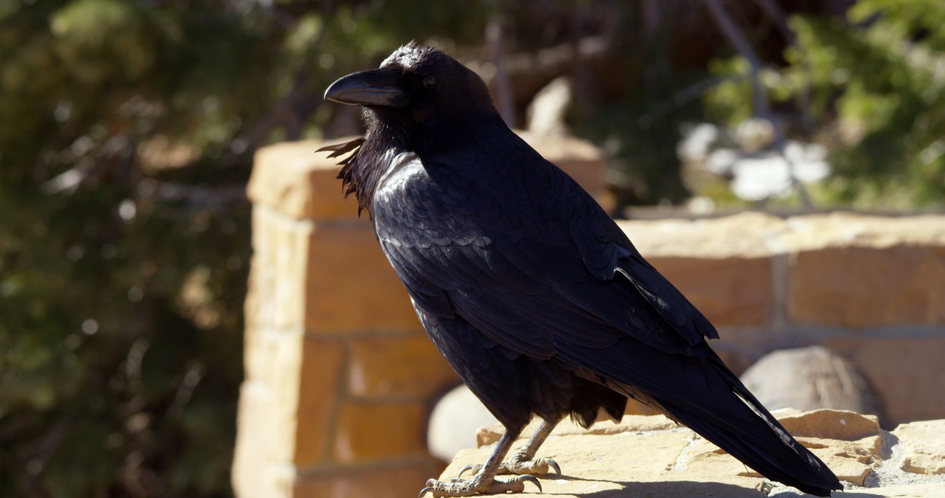 Birds_Large_File