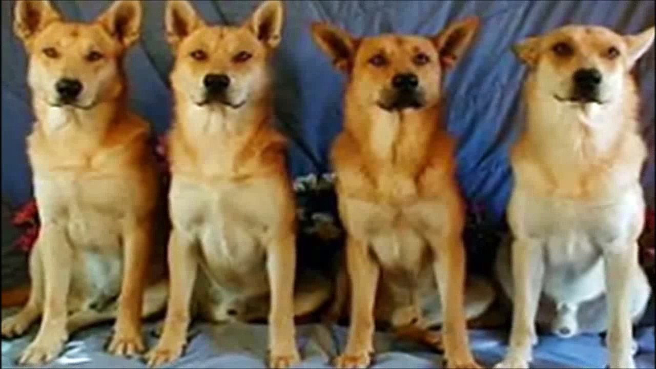 10 Razas que tal vez no conocias