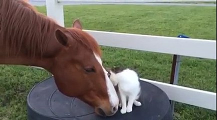 Un chat adore son copain cheval depuis qu’il est tout petit.