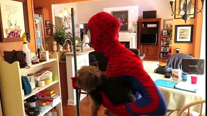 KID VIDEOS | Spiderman vs Venom! Spidey's Dog Kidnapped - in Real Life Superhero Movie!!