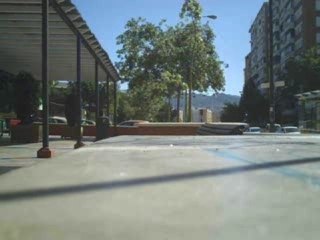 LOS GATOS EN MIRAFLORES