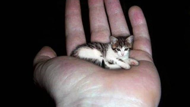 10 World’s Most Smallest Animals Ever Recorded