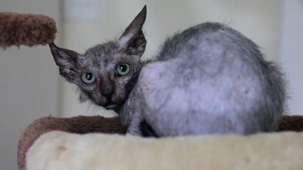 Le lykoi, un chat(-garou) extrêmement rare